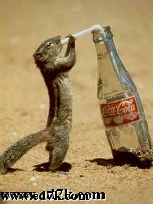inta3ich ma3 koka kola